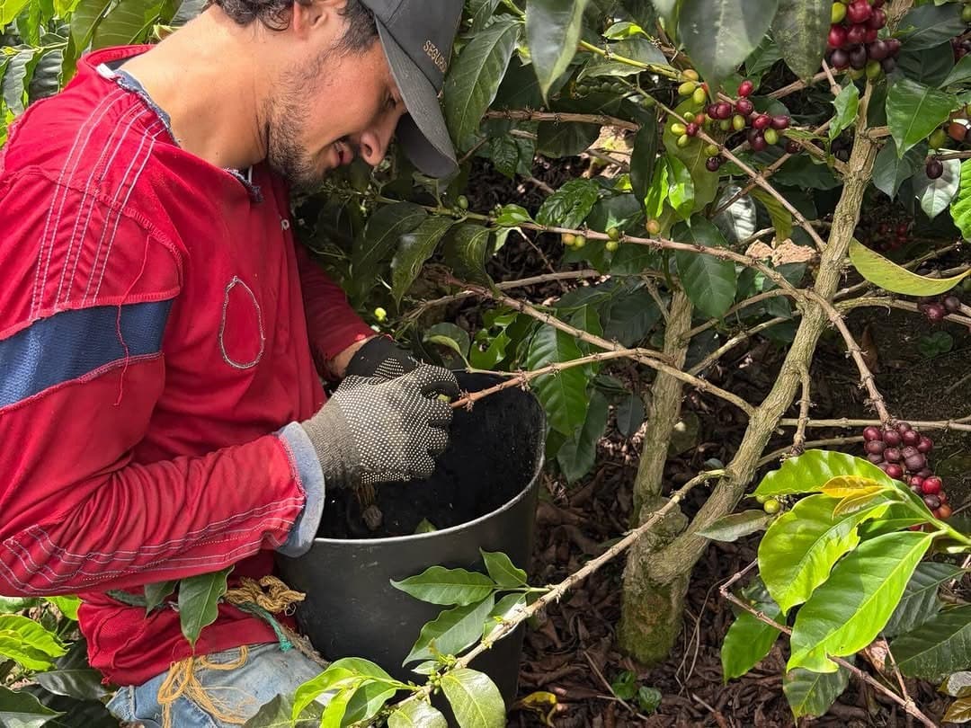A picker in a red shirt dropping cherries into a bucket at the tree