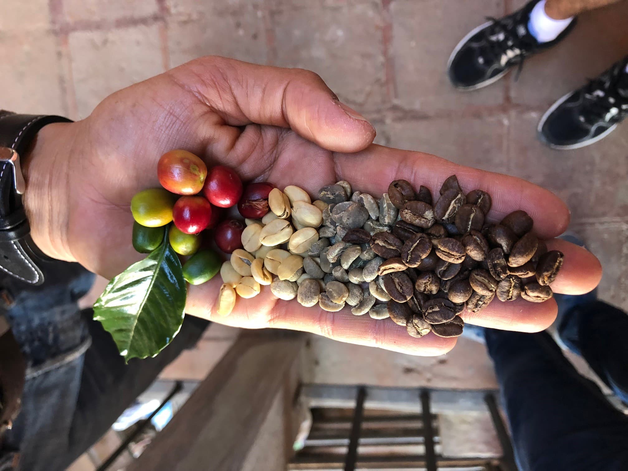 A hand holding coffee at four stages side by side: ripe red and yellow cherries still on a sprig with a leaf, pale dried beans, grey-green unroasted beans, and dark roasted beans.