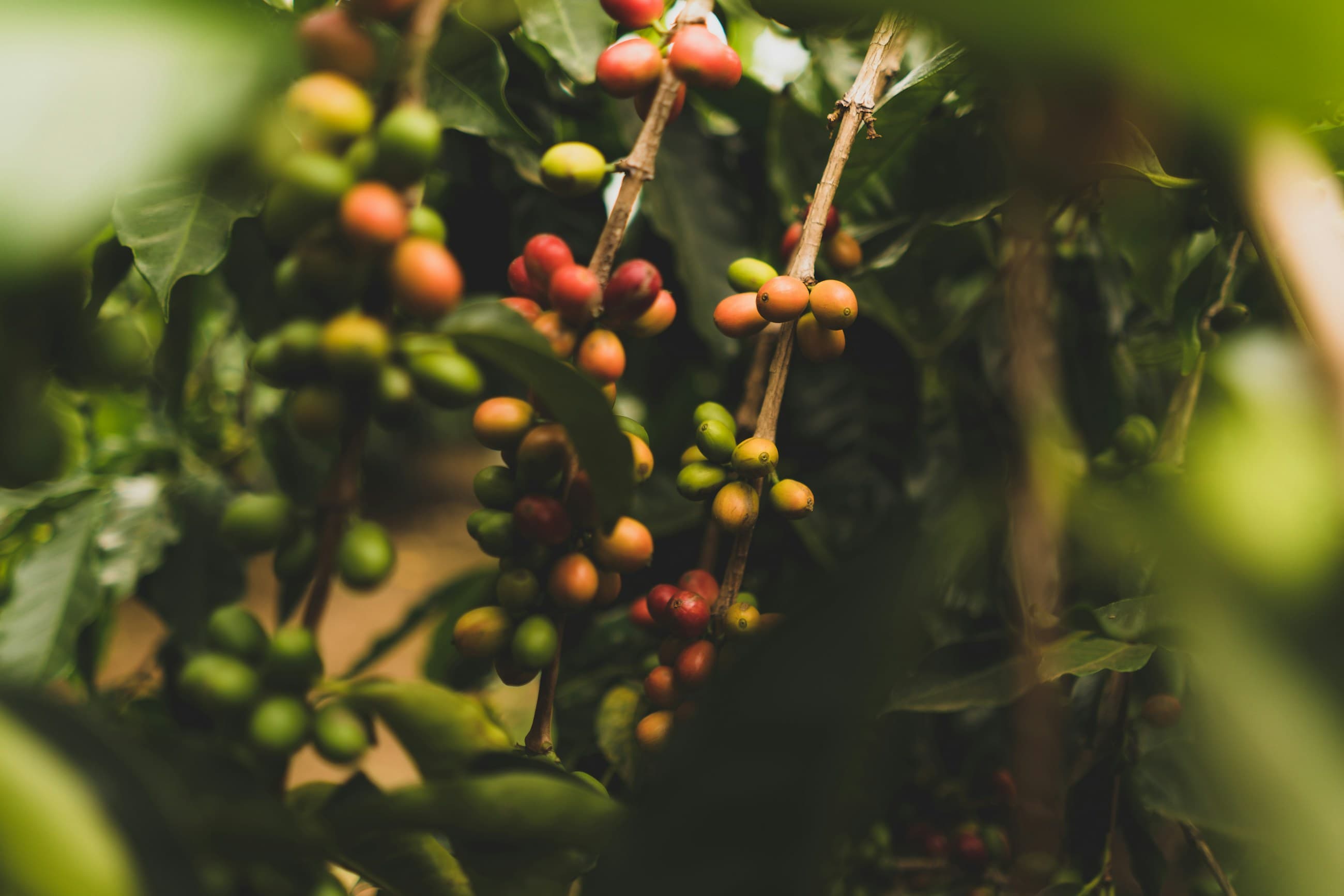 Des cerises de café qui mûrissent du vert au rouge sur la branche